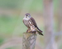 Female Merlin With Stonechat (Catcott Lows)