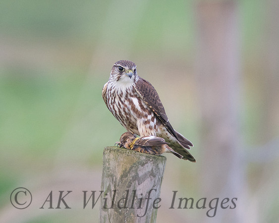 Female Merlin With Stonechat (Catcott Lows)