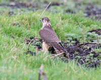 Female Merlin With Stonechat (Catcott Lows)