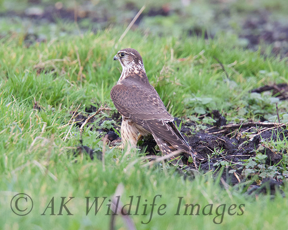 Female Merlin With Stonechat (Catcott Lows)
