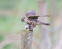 Female Merlin With Stonechat (Catcott Lows)