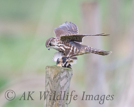 Female Merlin With Stonechat (Catcott Lows)