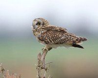 SEO on Tealham Moor.