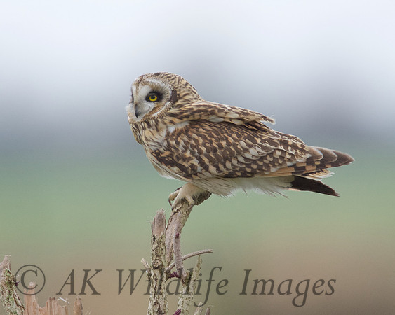 SEO on Tealham Moor.