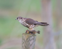 Female Merlin With Stonechat (Catcott Lows)