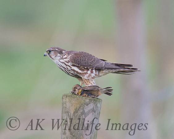 Female Merlin With Stonechat (Catcott Lows)