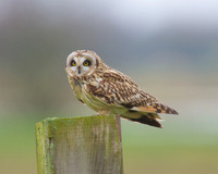 SEO on Tealham Moor.