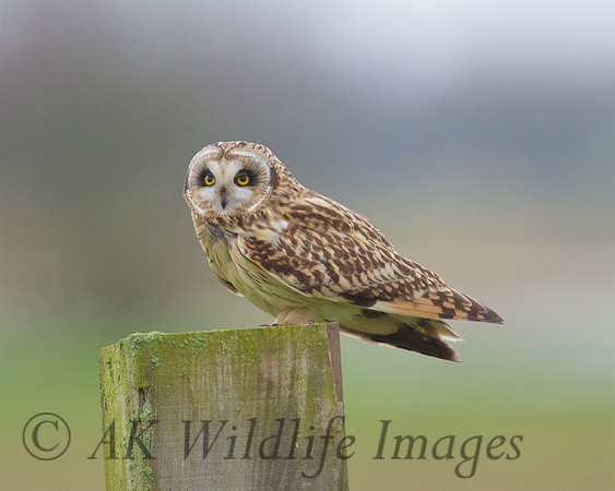 SEO on Tealham Moor.