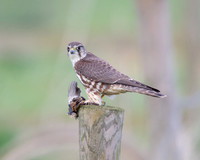 Female Merlin