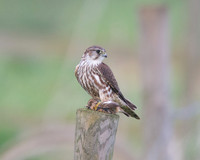 Female Merlin With Stonechat (Catcott Lows)