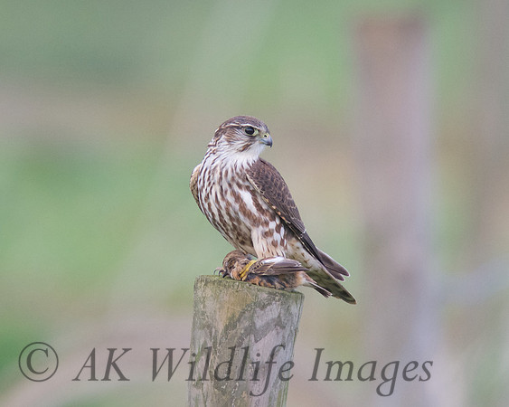 Female Merlin With Stonechat (Catcott Lows)