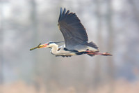 Grey Herons
