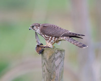 Female Merlin With Stonechat (Catcott Lows)