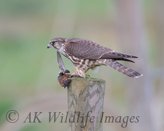 Female Merlin With Stonechat (Catcott Lows)