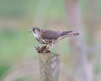 Female Merlin With Stonechat (Catcott Lows)