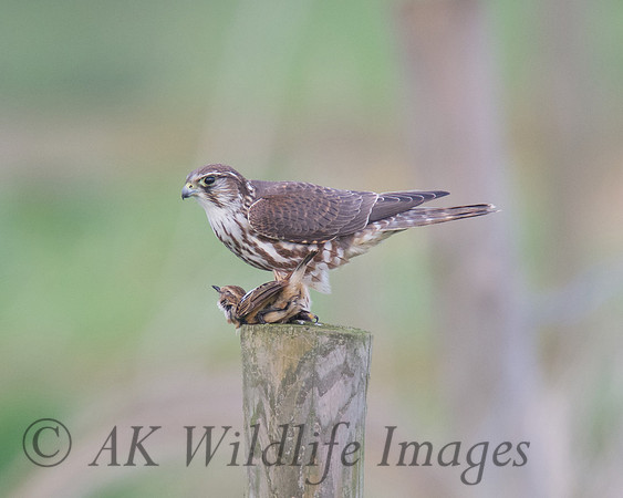 Female Merlin With Stonechat (Catcott Lows)
