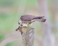 Female Merlin With Stonechat (Catcott Lows)