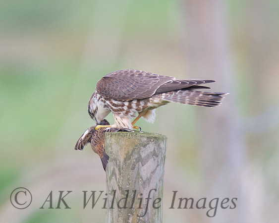 Female Merlin With Stonechat (Catcott Lows)