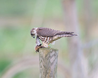 Female Merlin With Stonechat (Catcott Lows)