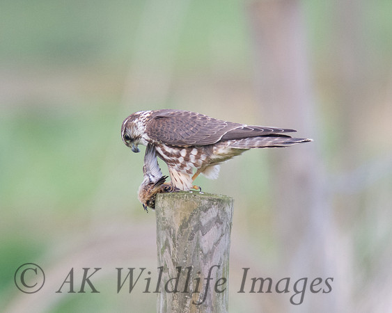 Female Merlin With Stonechat (Catcott Lows)