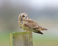 SEO on Tealham Moor.