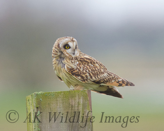 SEO on Tealham Moor.