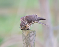 Female Merlin With Stonechat (Catcott Lows)