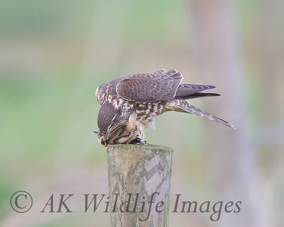 Female Merlin With Stonechat (Catcott Lows)
