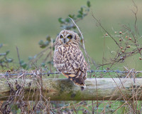 SEO on Tealham Moor.