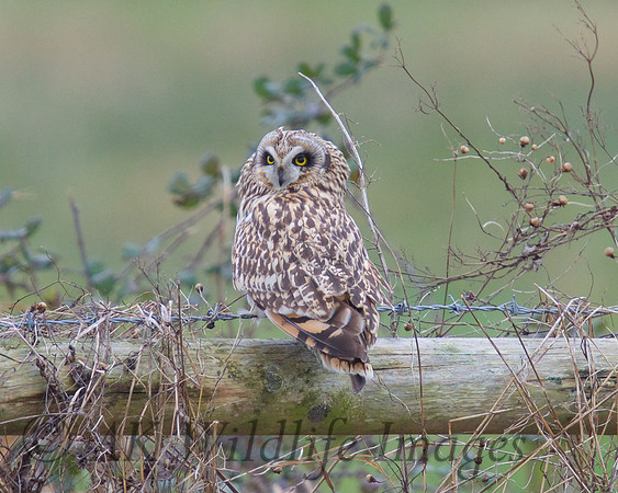 SEO on Tealham Moor.