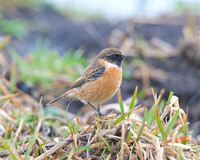 Small Brids