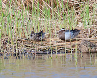 Garganey