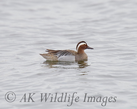 DSC_2536