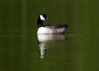 Canada Goose