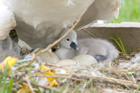 Babey swans 38 - Version 2 - 2008-04-29 at 12-14-15