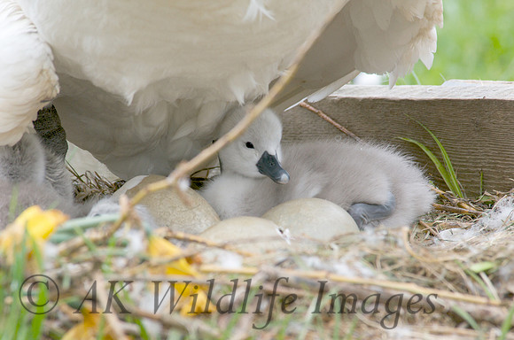 Babey swans 38 - Version 2 - 2008-04-29 at 12-14-15
