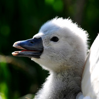 Swans