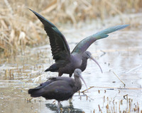 Ham Wall RSPB 8