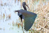Ham Wall RSPB 2