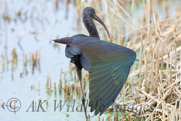 Ham Wall RSPB 2