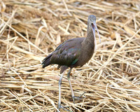 Ham Wall RSPB 5