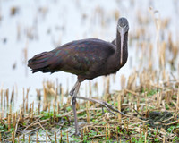 Ham Wall RSPB 7