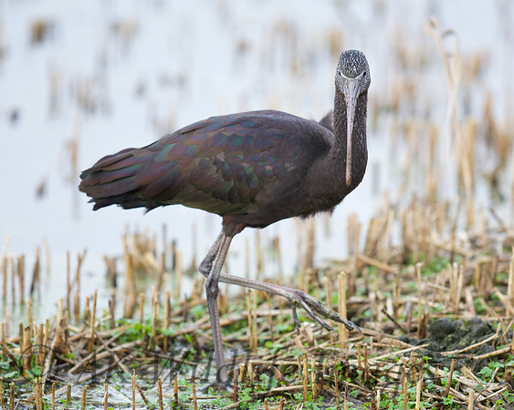 Ham Wall RSPB 7