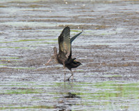 The Scrape Shapwick 9