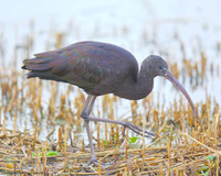 Ham Wall RSPB 4