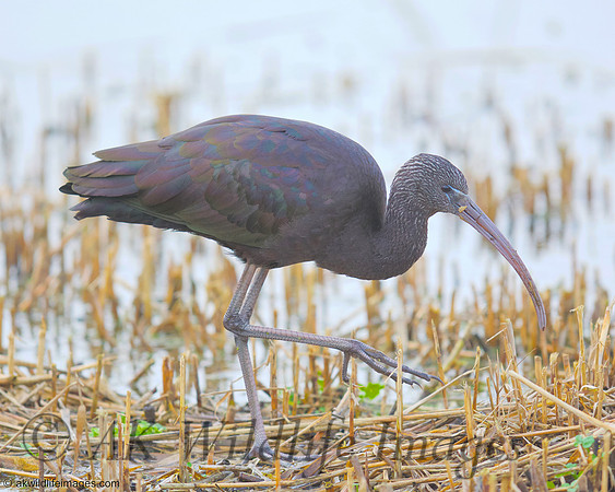 Ham Wall RSPB 4