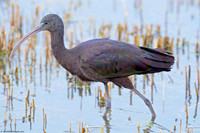 Ham Wall RSPB 3