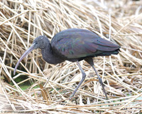Ham Wall RSPB 1