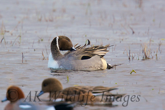Male Pintail Catcott Lows