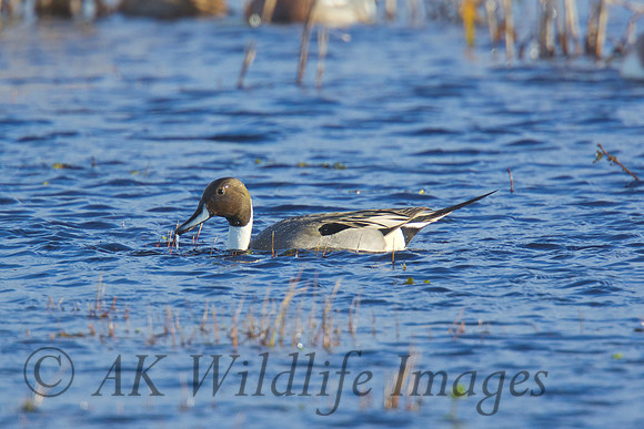 Male Pintail Catcott Lows